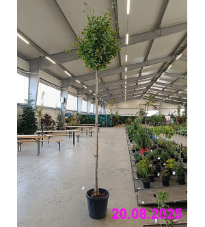 Ginkgo biloba 'Fastigiata Blagon'® C 30 L